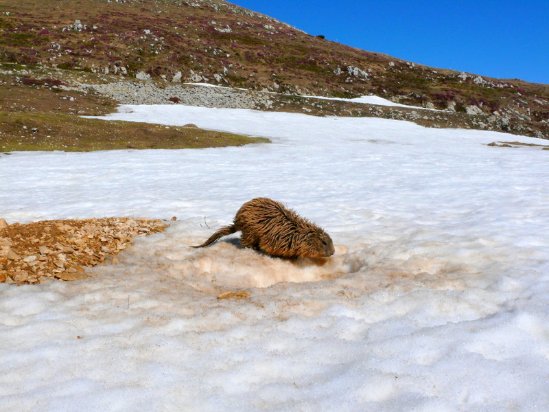 Boccoli d''oro -  Marmotte del Monte Baldo